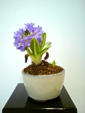 Blue Primula open2
